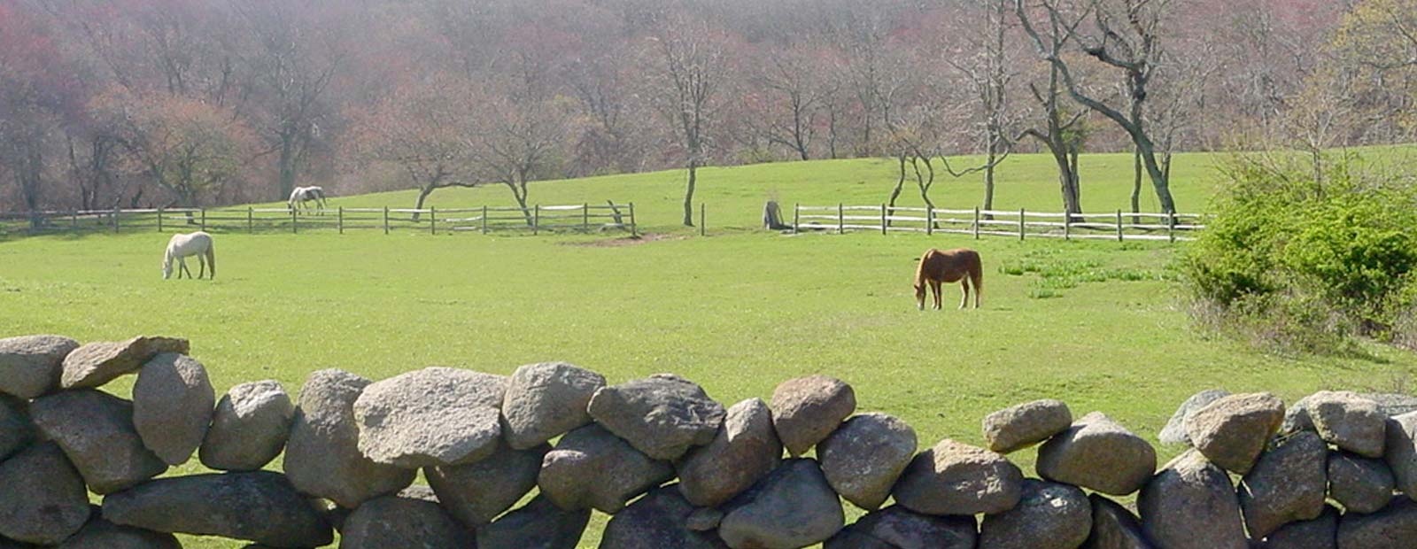 Pastoral tranquility ...